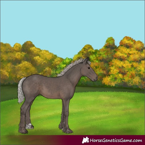Horse Color:Silver Black
