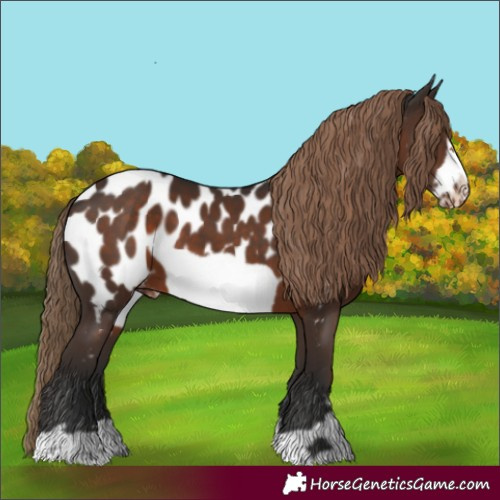 Horse Color:Liver Chestnut Frame Appaloosa 