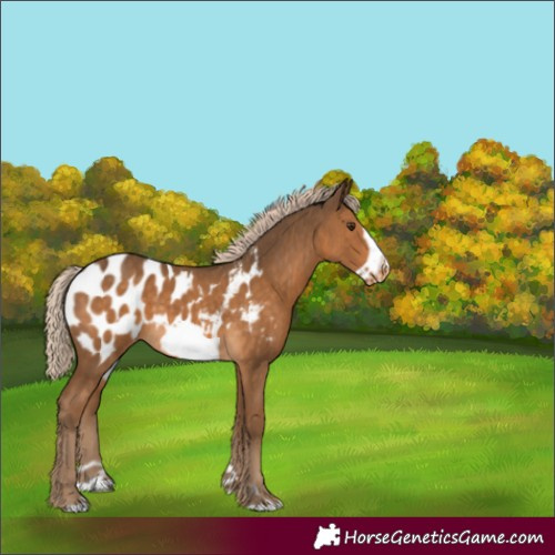 Horse Color:Chocolate Palomino Frame Appaloosa