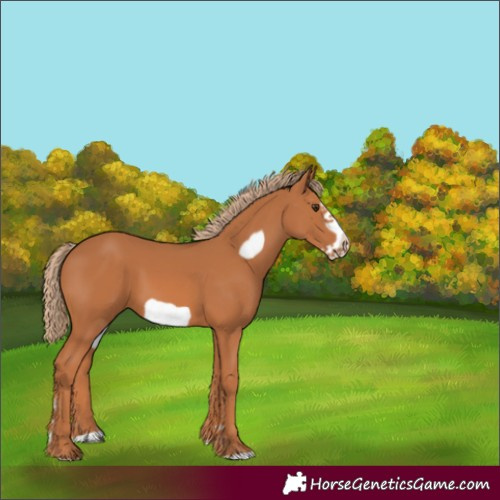 Horse Color:Chestnut Frame 