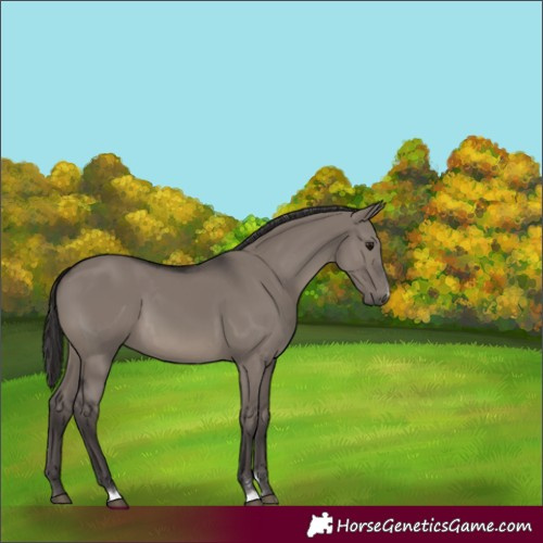 Horse Color:Smoky Grullo 
