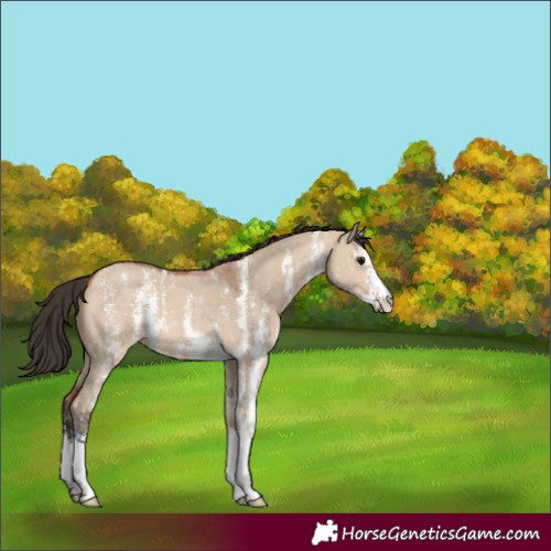 Horse Color:Bay Dun Sabino 