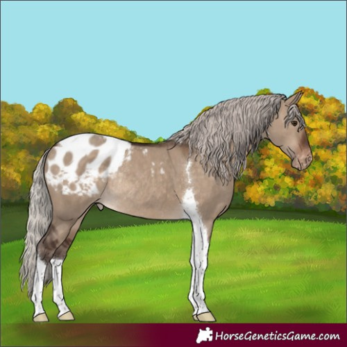 Horse Color:Silver Brown Dun Tobiano Appaloosa Rabicano 