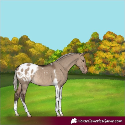 Horse Color:Silver Brown Dun Tobiano Appaloosa Rabicano