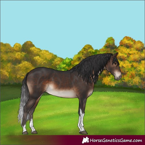 Horse Color:Brown Tobiano Rabicano 