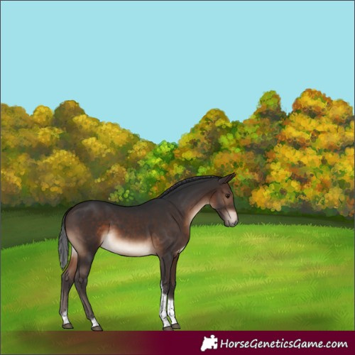 Horse Color:Brown Tobiano Rabicano 