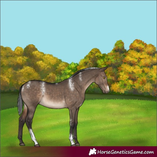 Horse Color:Powder White Brown Dun Tobiano Rabicano