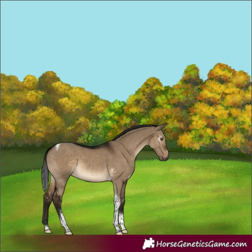 Horse Color:Gray Brown Dun Tobiano 