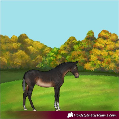 Horse Color:Gray Brown Tobiano Rabicano