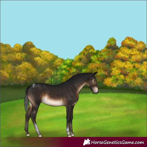 Horse Color:Gray Brown Tobiano Rabicano