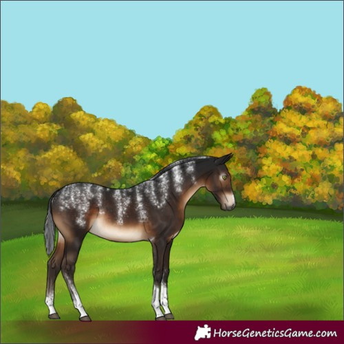 Horse Color:Powder White Gray Brown Tobiano Rabicano 