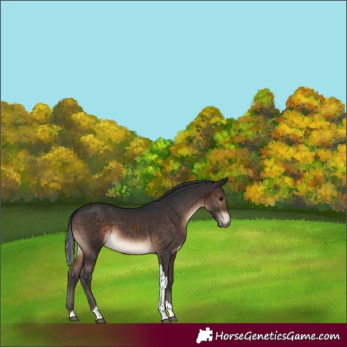 Horse Color:Brown Tobiano Rabicano 