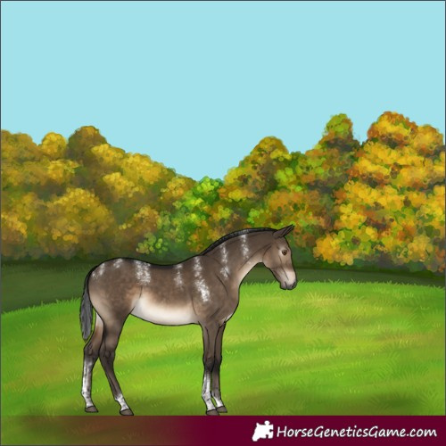 Horse Color:Powder White Gray Brown Dun Tobiano 