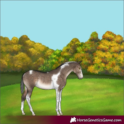 Horse Color:Brown Dun Tobiano Rabicano 