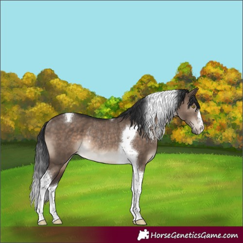 Horse Color:Brown Dun Tobiano Rabicano 