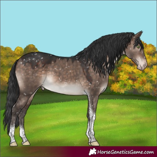 Horse Color:Brown Dun Mushroom Tobiano Appaloosa