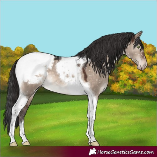 Horse Color:Brown Dun Mushroom Tobiano Appaloosa 