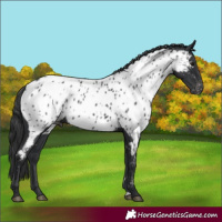 Horse Color:Black Appaloosa Rabicano 