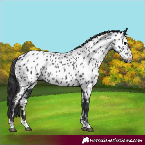 Horse Color:Black Appaloosa Rabicano