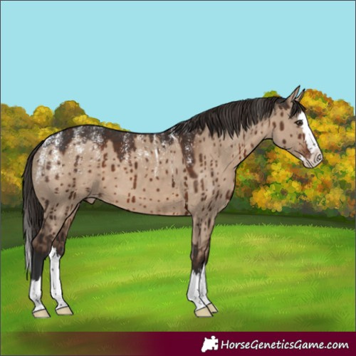Horse Color:Powder White Liver Red Dun Splash Appaloosa Brindle