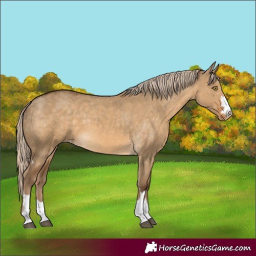 Horse Color:Chocolate Palomino Dun Skewed Appaloosa 