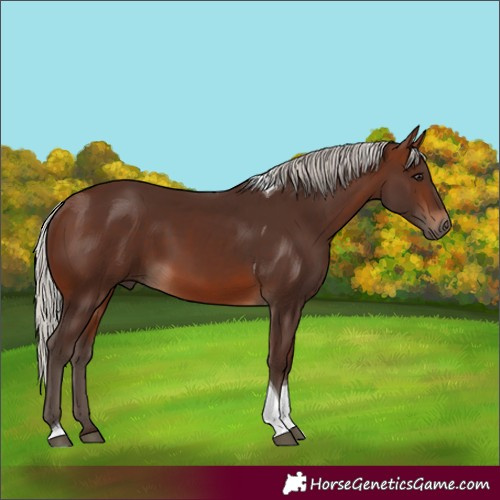Horse Color:Silver Brown Tobiano Rabicano