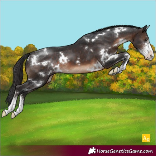 Horse Color:White Spotted Brown Sabino Varnish 