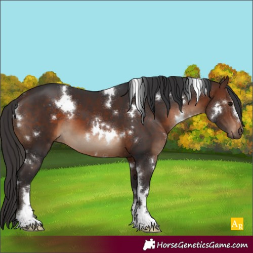 Horse Color:White Spotted Brown Sabino 