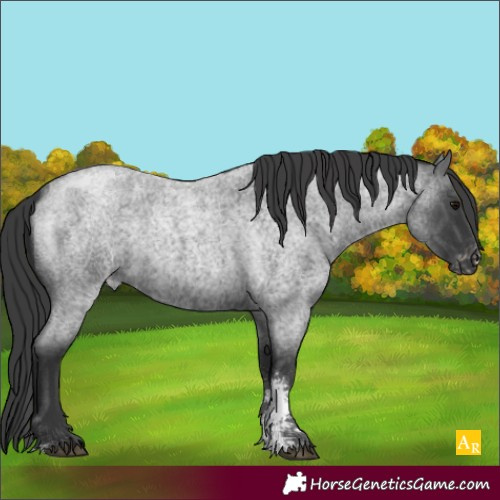 Horse Color:Blue Roan Sabino Appaloosa
