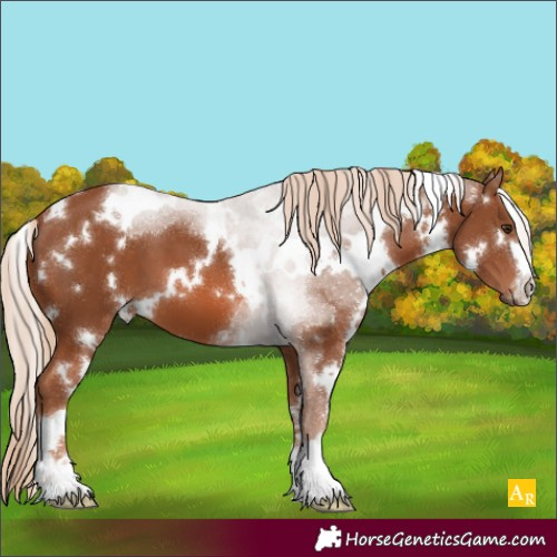Horse Color:White Spotted Chestnut