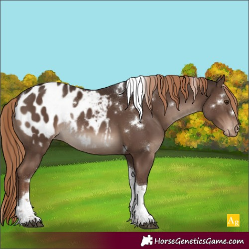 Horse Color:White Spotted Liver Chestnut Tobiano Appaloosa 