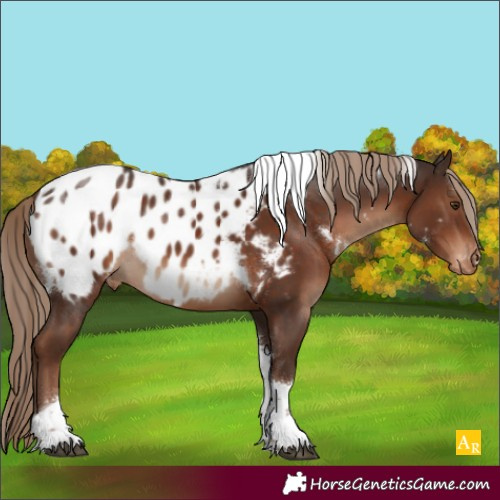 Horse Color:White Spotted Liver Chestnut Tobiano Appaloosa Rabicano 