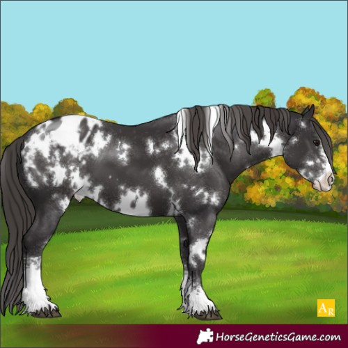 Horse Color:White Spotted Smoky Black Sabino Appaloosa