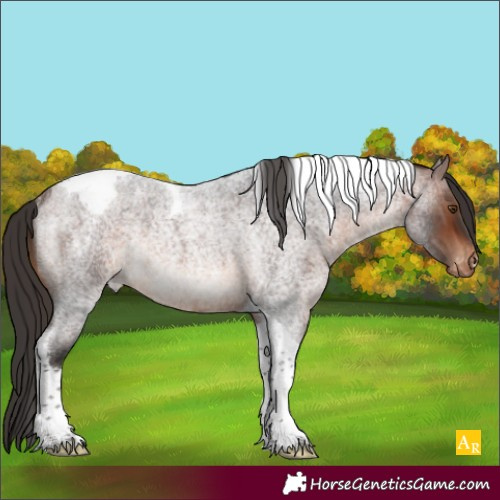 Horse Color:Brown Roan Tobiano Appaloosa Rabicano 