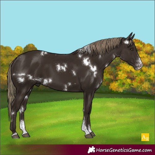 Horse Color:White Spotted Liver Chestnut Sabino 