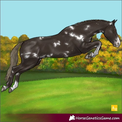 Horse Color:White Spotted Liver Chestnut Sabino