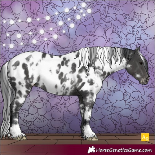 Horse Color:White Spotted Black Appaloosa Rabicano