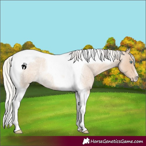 Horse Color:Silver Smoky Creme Roan Tobiano Rabicano