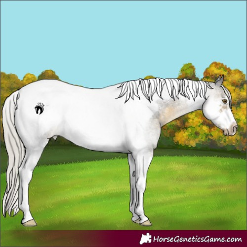 Horse Color:Silver Buckskin Roan Tobiano Frame Rabicano 