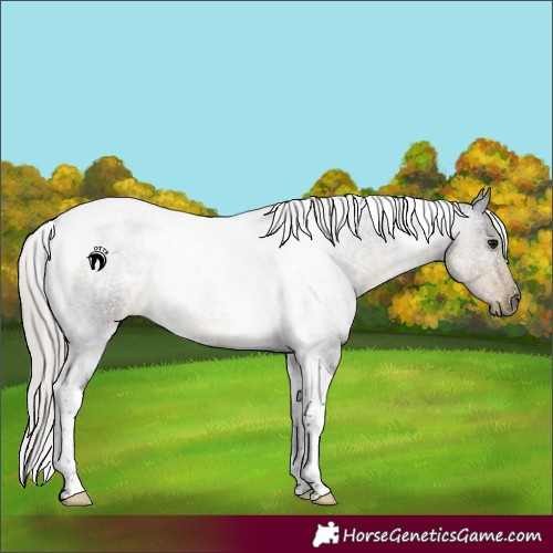 Horse Color:Silver Smoky Blue Roan Tobiano Rabicano