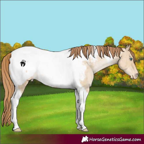 Horse Color:Smoky Grullo Pearl Tobiano Appaloosa Rabicano Brindle