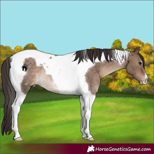 Horse Color:Brown Dun Tobiano Appaloosa Rabicano