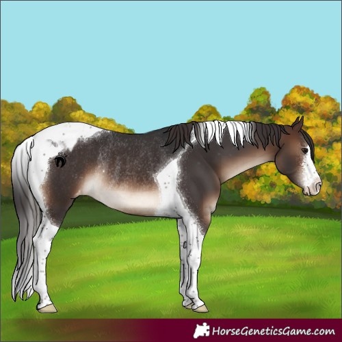 Horse Color:White Spotted Brown Tobiano Appaloosa Rabicano
