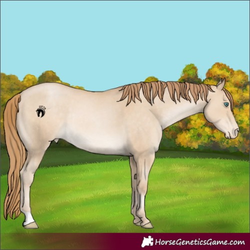 Horse Color:Smoky Black Pearl Appaloosa Rabicano