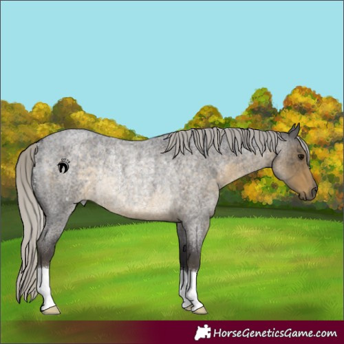 Horse Color:Silver Smoky Blue Roan Rabicano