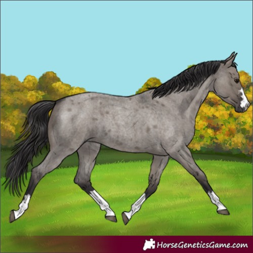Horse Color:Smoky Grullo Roan