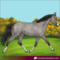 Horse Color:Smoky Grullo Roan