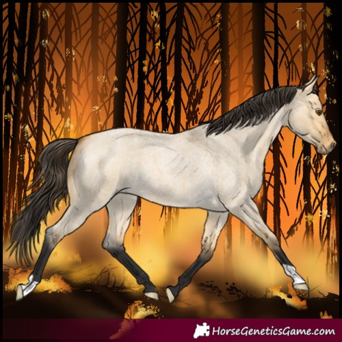 Horse Color:Buckskin Roan Dun 