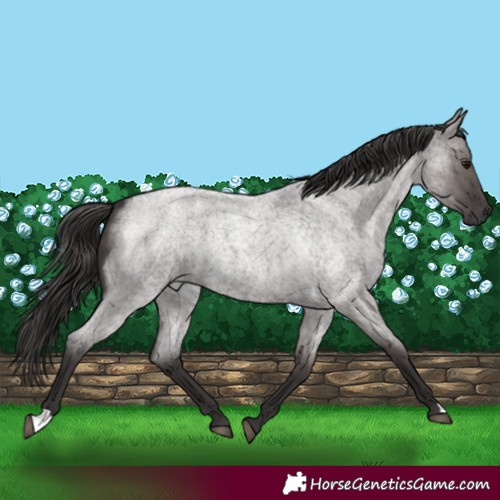 Horse Color:Smoky Grullo Roan
