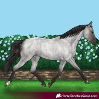Horse Color:Smoky Grullo Roan 